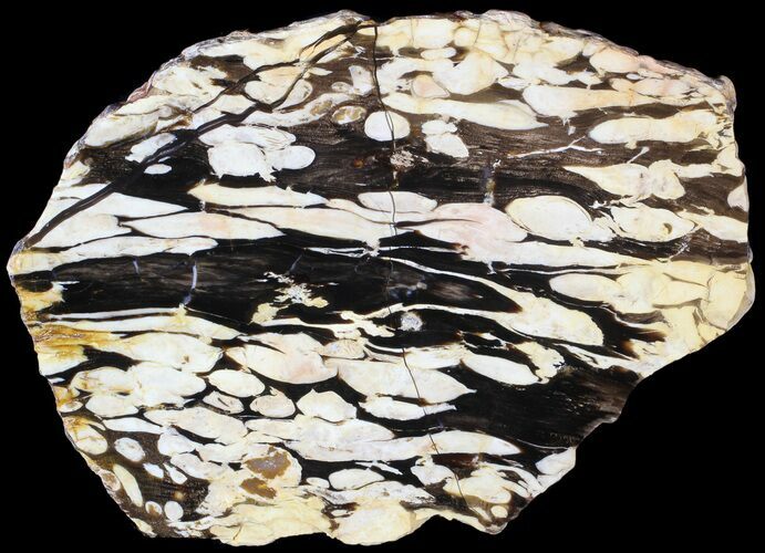 Slab of Fossilized Peanut Wood - Australia (Special Price) #63331